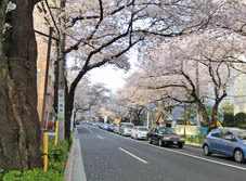 Sakura-Nakano str.jpg